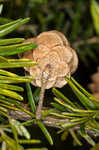 Eastern hemlock